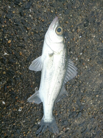 久しぶりの投稿です