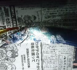 タチウオ、サゴシ、ハマチ！