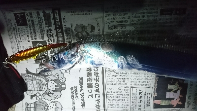 タチウオ、サゴシ、ハマチ！