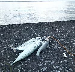 ジグでサバ＆セイゴ