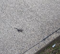 サビキでアジ釣りのはずが…