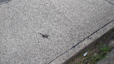 サビキでアジ釣りのはずが…