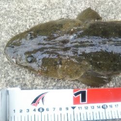 小松島でタチウオとマゴチ