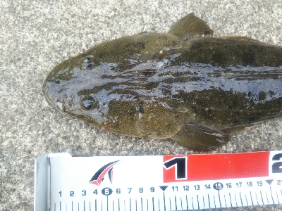 小松島でタチウオとマゴチ