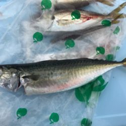 久しぶりの紀州釣り