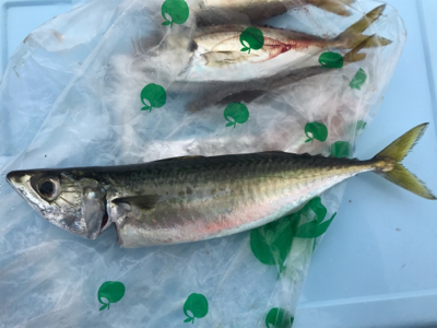 久しぶりの紀州釣り