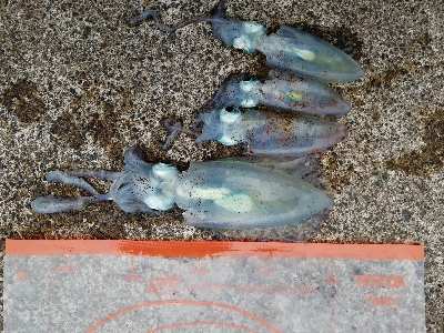 秋アオリ　エギング