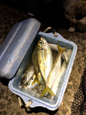 イカ狙いのはずが