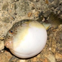 何でもいいから釣りがしたい