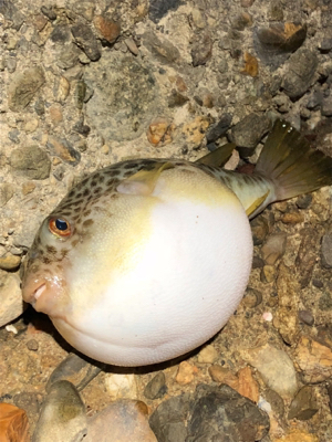 何でもいいから釣りがしたい