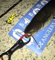 夕方のナマズゲーム