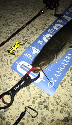 夕方のナマズゲーム