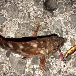 エギングとライトショアジギング