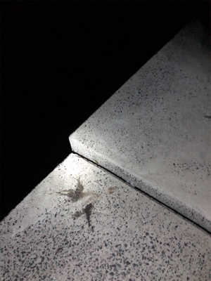 仕事終わりエギング