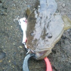 辰巳周辺でタチウオとマゴチ