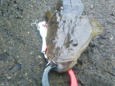 辰巳周辺でタチウオとマゴチ