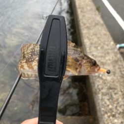 アオリイカを求めて①