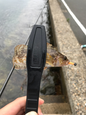 アオリイカを求めて①