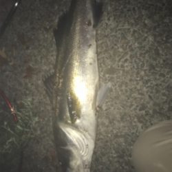 ハーモニカ喰い