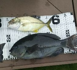 短時間エビ撒き