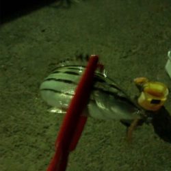 久々の南紀小物釣り