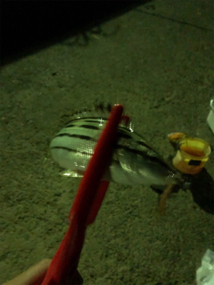 久々の南紀小物釣り