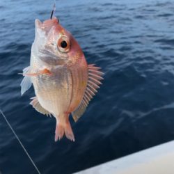 マイボート釣行