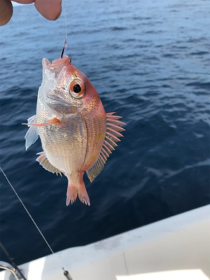 マイボート釣行