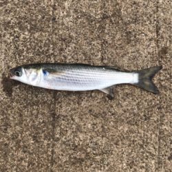 大磯港でサビキ釣り