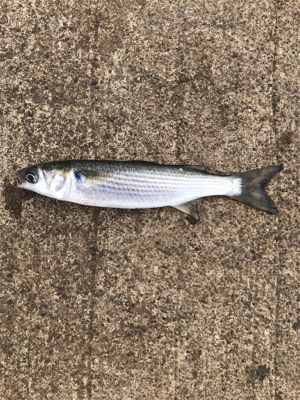 大磯港でサビキ釣り