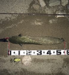 夕方からナマズゲーム