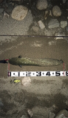 夕方からナマズゲーム