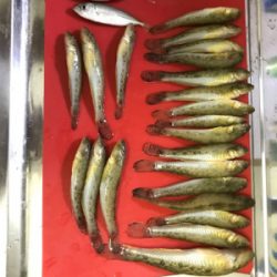 キス釣りイン石川県