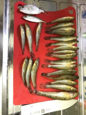 キス釣りイン石川県