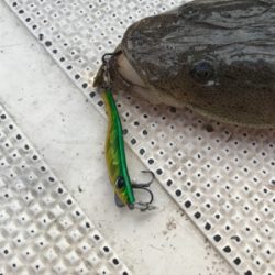 浜名湖ボートでマゴチ爆釣