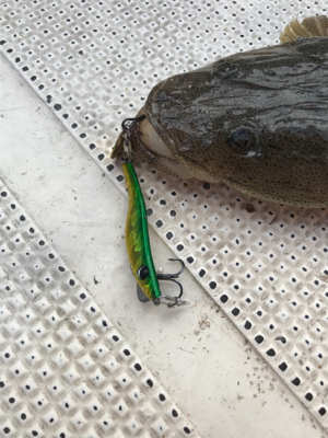 浜名湖ボートでマゴチ爆釣