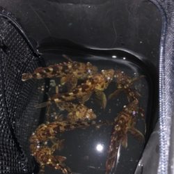 高砂港ガシリング