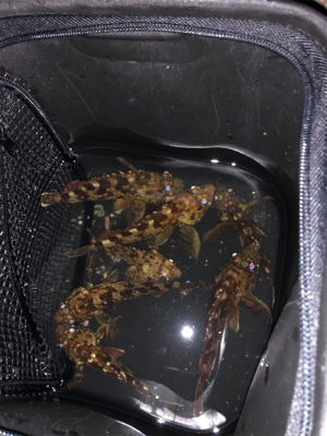 高砂港ガシリング