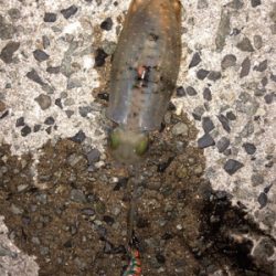 台風前エギング