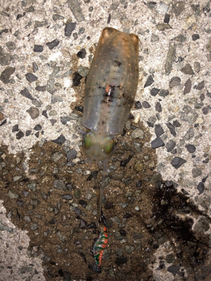 台風前エギング