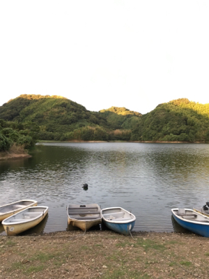 大幅減水の桜池