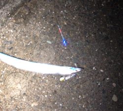 台風一過タチウオ