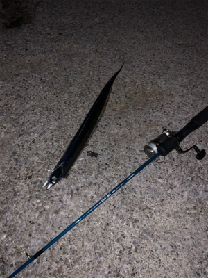 人工島で今年初タチウオ!