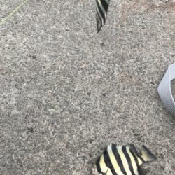 大磯港でサビキ釣り