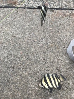 大磯港でサビキ釣り