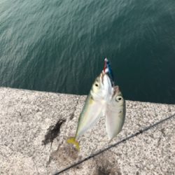 台風後の濁りの様子を見るついでに釣り◎