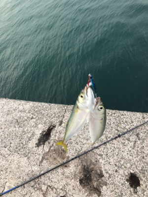 台風後の濁りの様子を見るついでに釣り◎