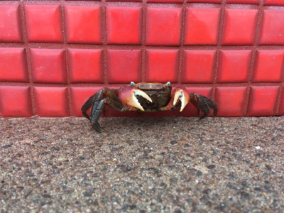 暇つぶしにダイソー縛りでジグサビキ