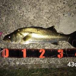 活性高い シーバス