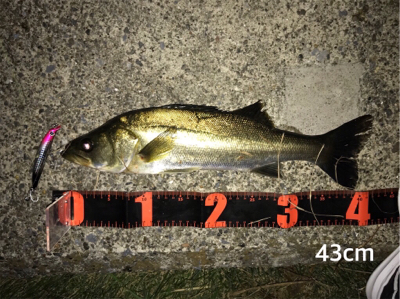 活性高い シーバス